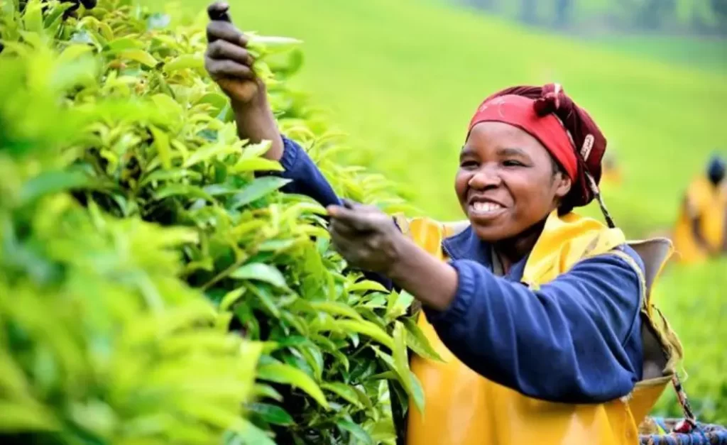 Rwanda Begins 2023 With Low Coffee Exports