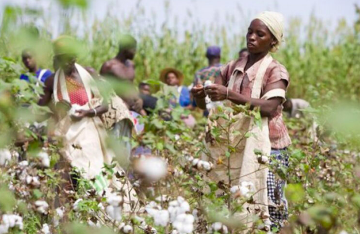 Africa’s Cotton industry Projected to Reach Value of U.7 billion by 2029
