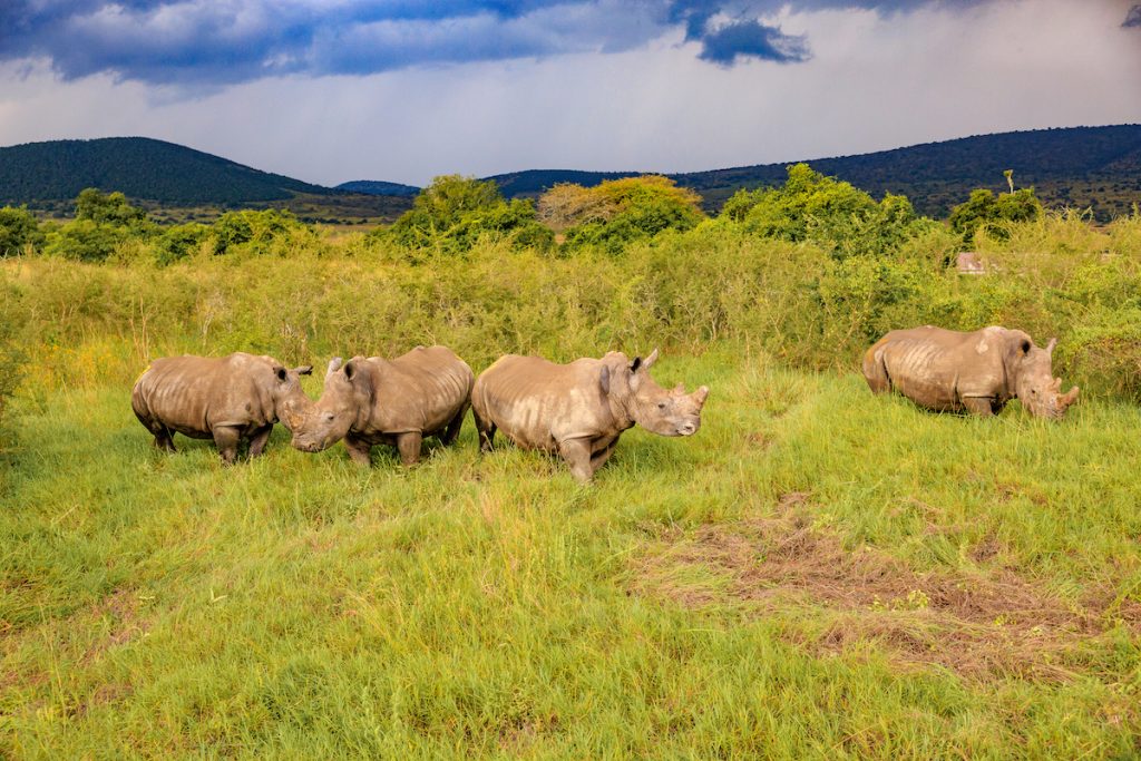 Rwanda Makes History with Landmark Relocation of 70 Southern White Rhinos to Akagera National Park
