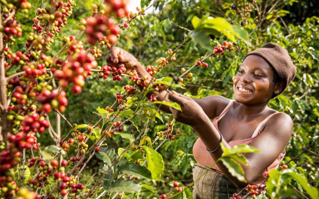 Uganda Emerges As Africa’s Top Coffee Exporter